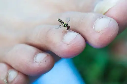 Черная муха: Simulium spp.