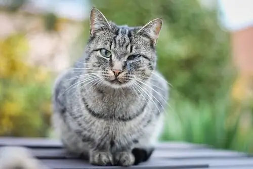 Чумка у кошек: симптомы