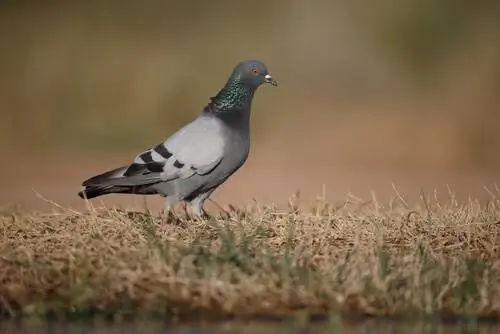 Сизый голубь (Columba livia) Сизый голубь (Columba livia)