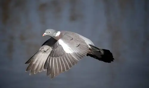 Вяхирь (Columba palumbus) Вяхирь (Columba palumbus)