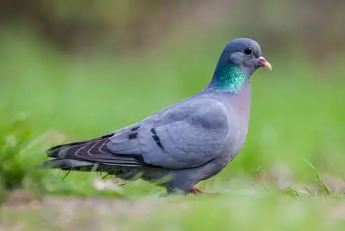 Бирюзовый голубь (Columba oenas) Бирюзовый голубь (Columba oenas)