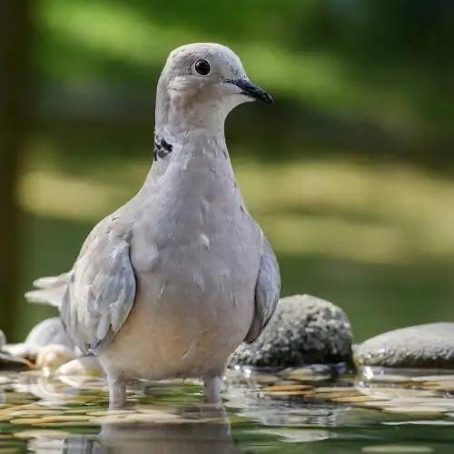 Сизый голубь (Streptopelia decaocto) Сизый голубь (Streptopelia decaocto)