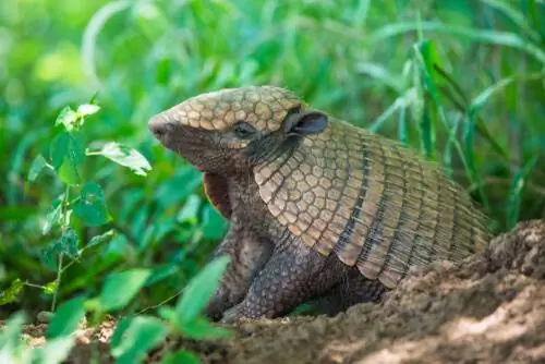 Euphractus sexcinctus Euphractus sexcinctus
