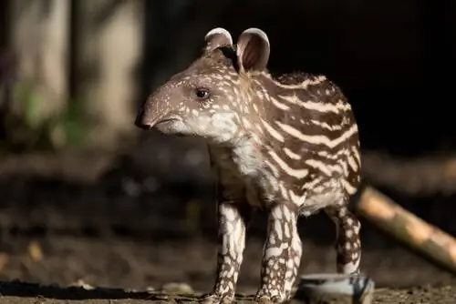 Южноамериканский тапир (Tapirus terrestris) Южноамериканский тапир (Tapirus terrestris)