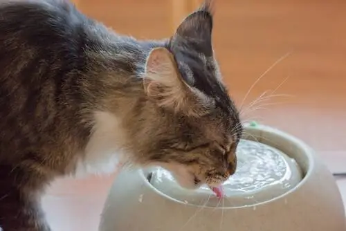 Как кошки пьют воду? Как кошки пьют воду?