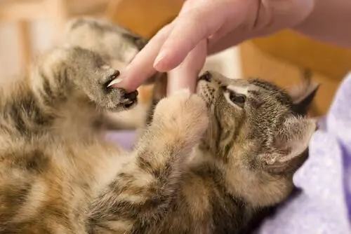 Кошка играет со своим хозяином. Кошка играет со своим хозяином.