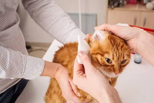 гигиена кошачьих ушей гигиена кошачьих ушей