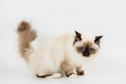 Как расчесать бурманскую кошку?