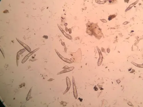 клещ Demodex canis