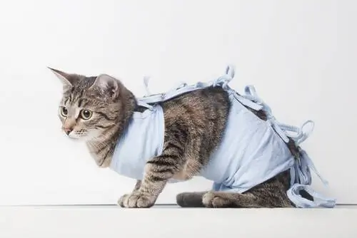 Кастрация кошки