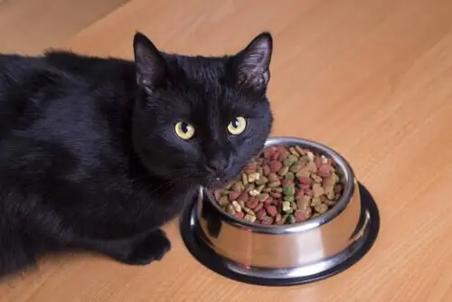 Органические корма для кошек.