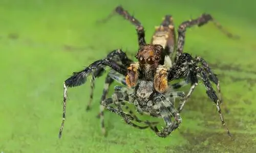 Паук Portia fimbriata