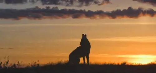 А вы знаете, что такое науаль?