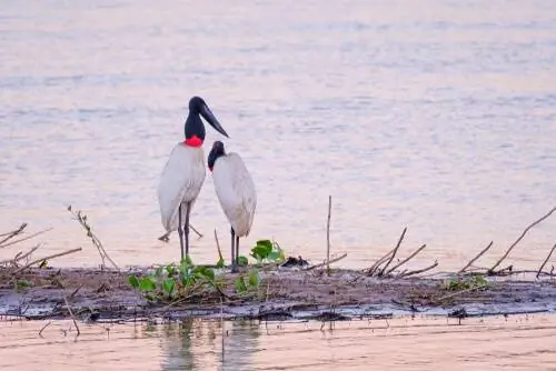 Джабиру в своей среде обитания
