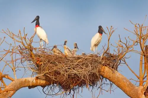 Репродукция Джабиру