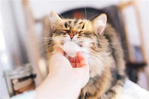 Завести кошку может быть хорошим решением.