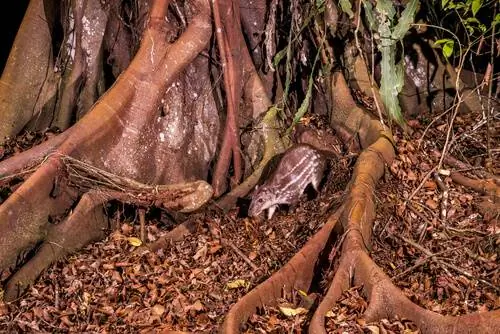 Cuniculus paca