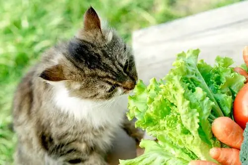 веганский кот
