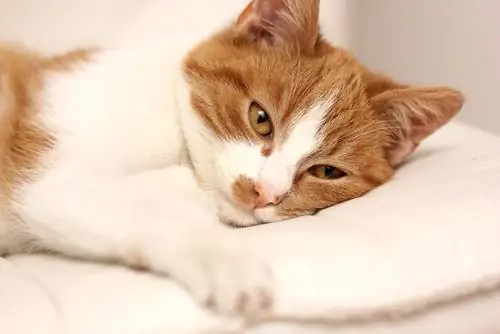 Лечение лямблиоза у кошек
