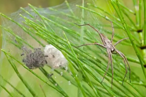 Паук-охотник (Pisaura mirabilis) Паук-охотник (Pisaura mirabilis)