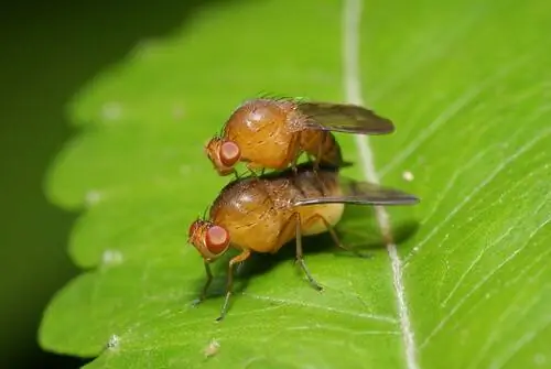 Плодовая муха (Ceratitis capitata) Плодовая муха (Ceratitis capitata)