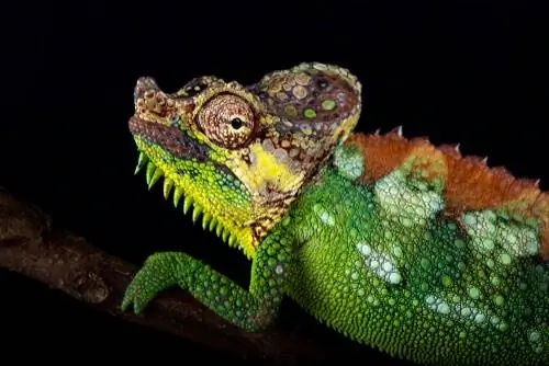 Копытный хамелеон (Trioceros hoehnelii) Копытный хамелеон (Trioceros hoehnelii)
