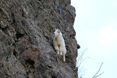 ореамнос американус