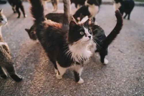 брошенные кошки