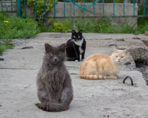 Бездомные коты