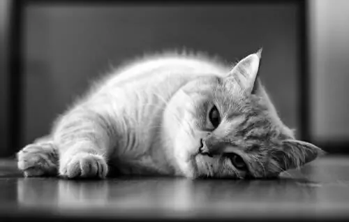 Лейшманиоз у кошек: причины и лечение