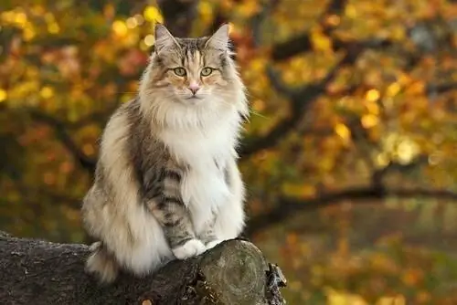 Норвежский лесной кот на бревне Норвежский лесной кот на бревне