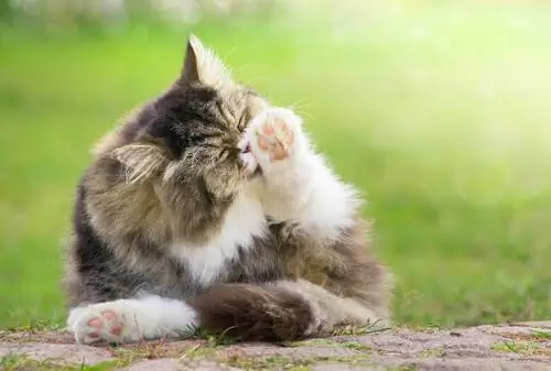 У кошек тоже может быть аллергия У кошек тоже может быть аллергия