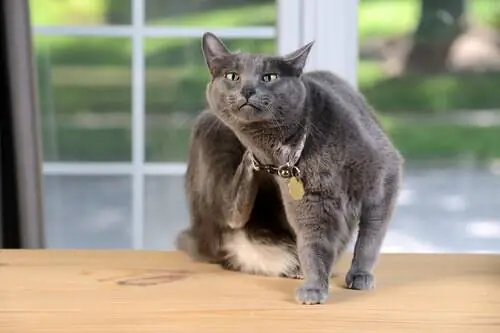 кошачьи царапины кошачьи царапины