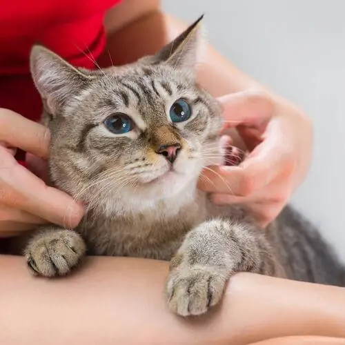 Советы, чтобы знать, что кошка здорова