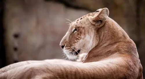 Крупный план Panthera tigris x Panthera leo
