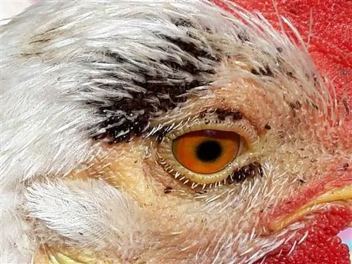 Echidnophaga gallinacea - один из эктопаразитов птиц. Echidnophaga gallinacea - один из эктопаразитов птиц.