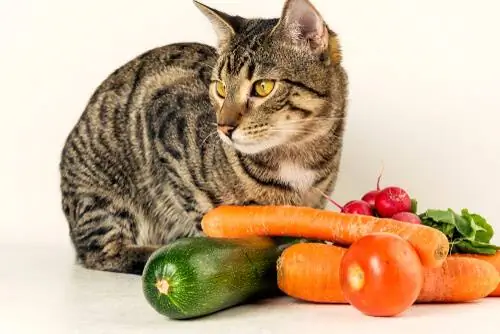 Можно ли кошкам есть овощи?