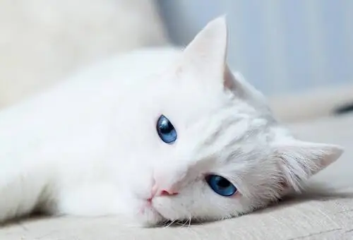 Почему некоторые белые кошки глухие? Почему некоторые белые кошки глухие?