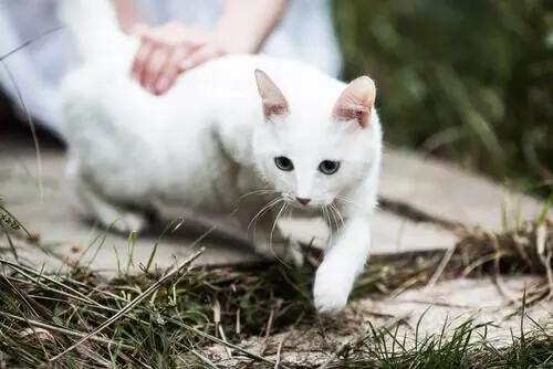 гладит белого кота гладит белого кота