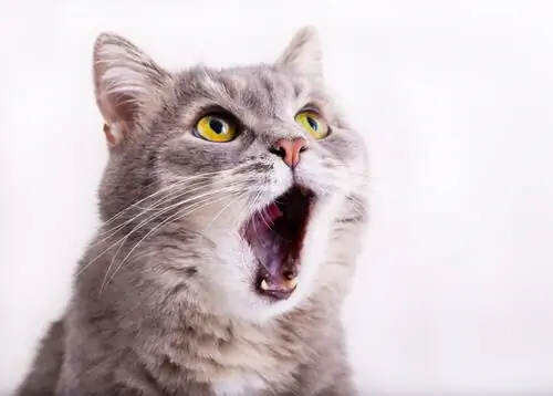 Причины, по которым кошки постоянно мяукают Причины, по которым кошки постоянно мяукают
