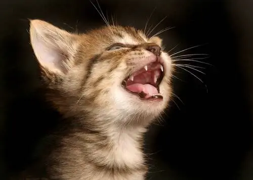 мяукающая кошка мяукающая кошка