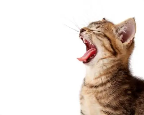 кошка мяукает кошка мяукает