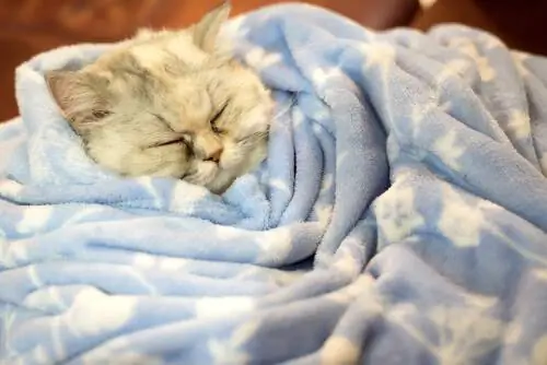 Впадают ли кошки в спячку зимой? Впадают ли кошки в спячку зимой?