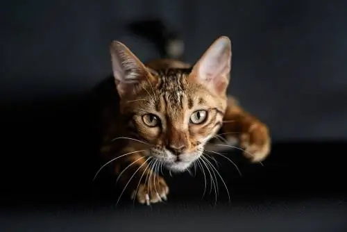 Почему у кошек на передних лапах усы? Почему у кошек на передних лапах усы?