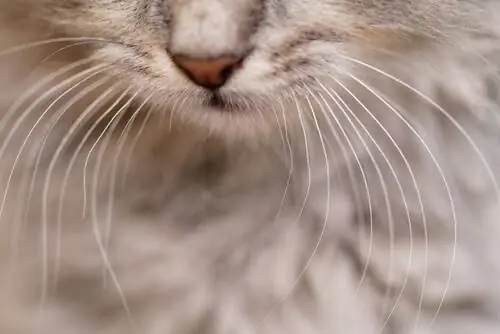 кошачьи усы кошачьи усы
