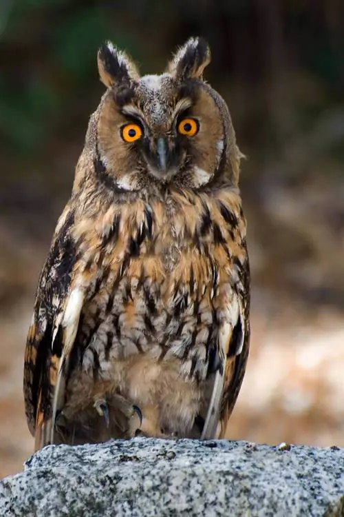Ушастая сова (Asio otus) Ушастая сова (Asio otus)