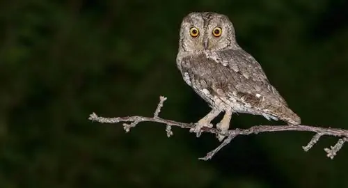 Скопс Скопс (Otus scops) на ветке Скопс Скопс (Otus scops) на ветке