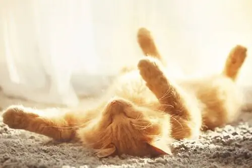Как узнать, прохладно ли кошке летом?