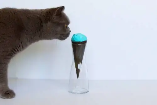 кот нюхает мороженое