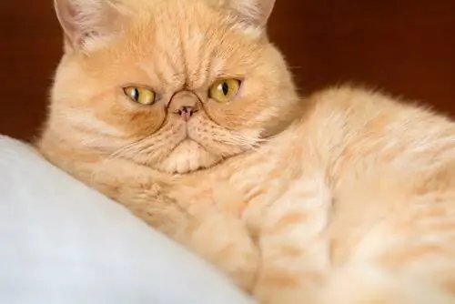 Учащенное дыхание у кошек
